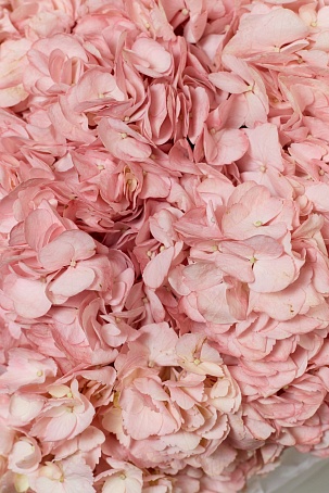 Букет 7 Гортензий розовых