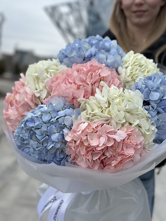 Пастельный микс из 9 гортензий